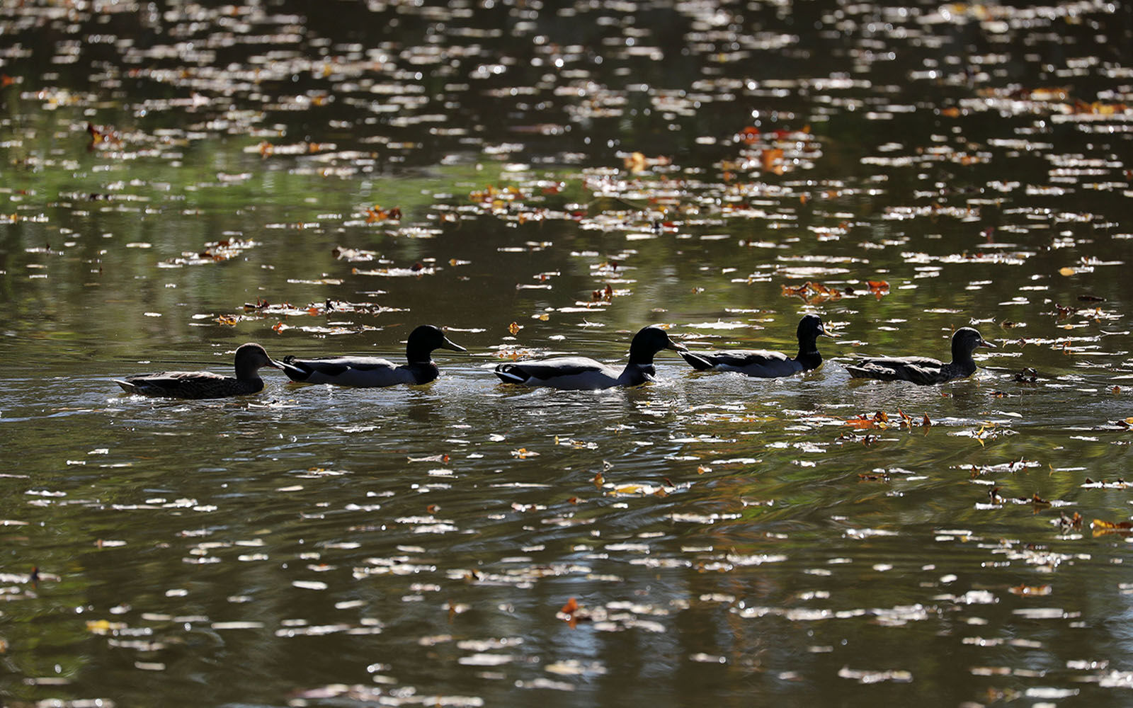 Ducks in a row